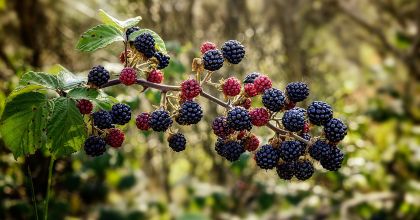 Ценность ягод ежевики Ценность ягод ежевики