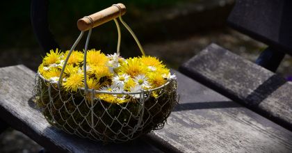 Чай из одуванчика: польза для здоровья, побочные эффекты и вкусовые качества Чай из одуванчика: польза для здоровья, побочные эффекты и вкусовые качества